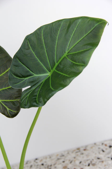 Alocasia regal shields