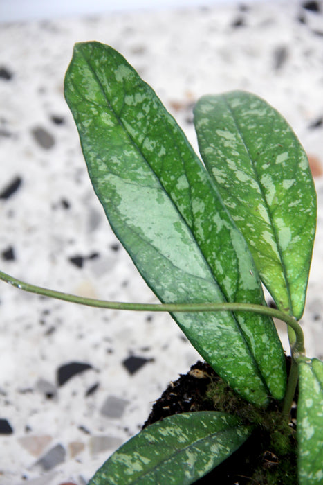 Hoya crassipetiolata splash