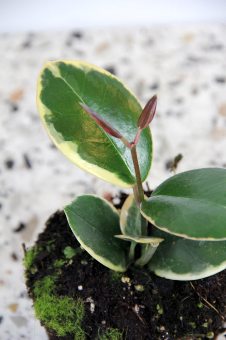 Hoya australis blondie