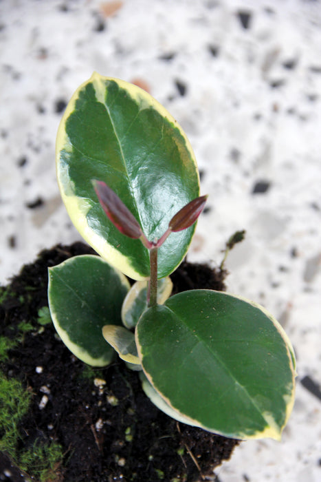 Hoya australis blondie