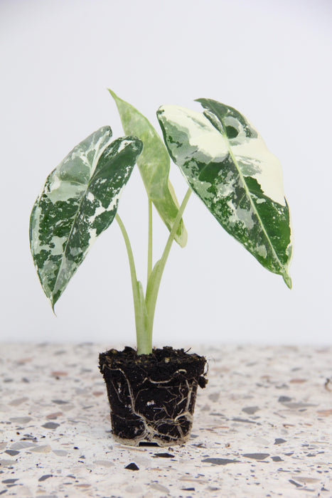 Alocasia frydek variegata