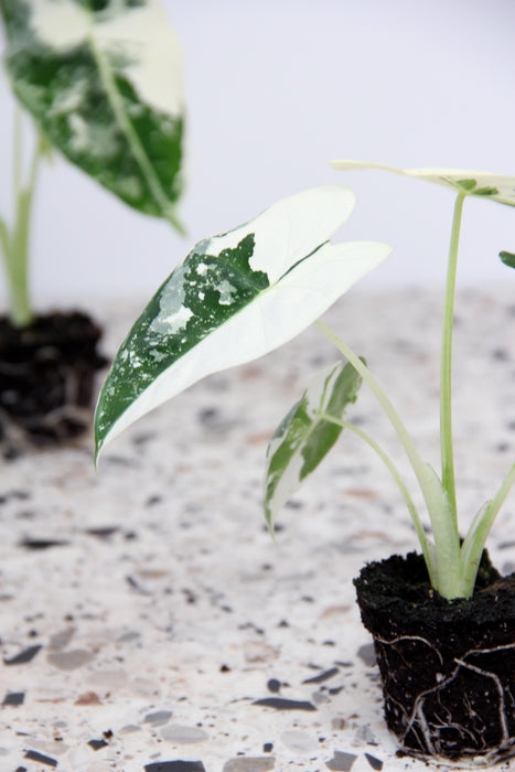 Alocasia frydek variegata