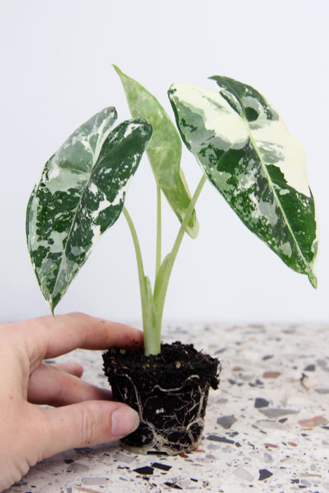 Alocasia frydek variegata