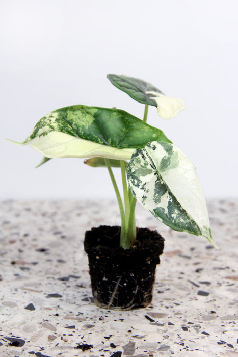 Alocasia dragon scale variegata