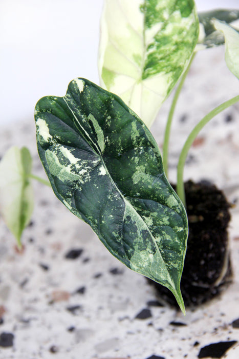 Alocasia dragon scale variegata