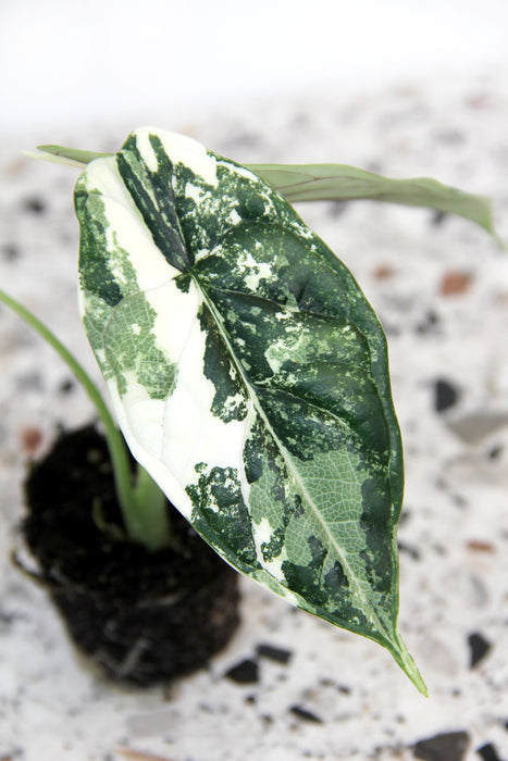 Alocasia dragon scale variegata