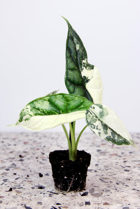 Alocasia dragon scale variegata