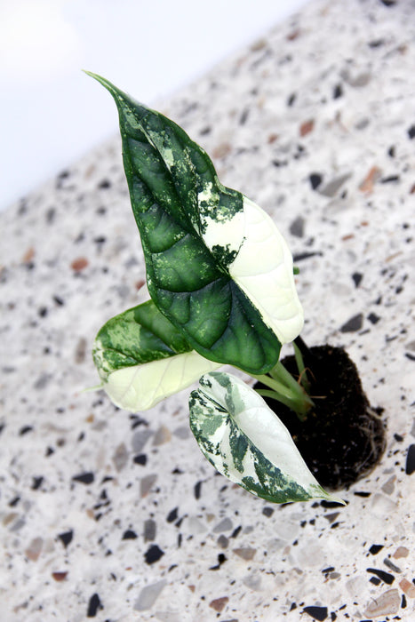 Alocasia dragon scale variegata