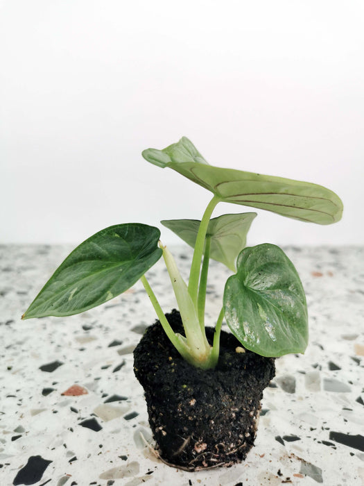 Alocasia silver dragon - small