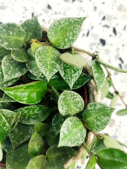 Hoya krohniana splash