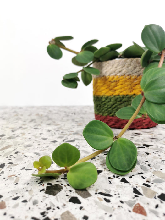 Peperomia tetraphylla hope - Large