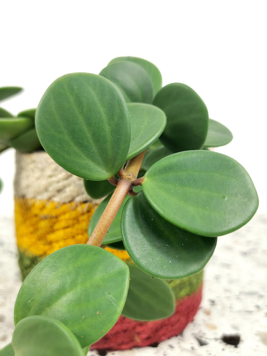 Peperomia tetraphylla hope - Large