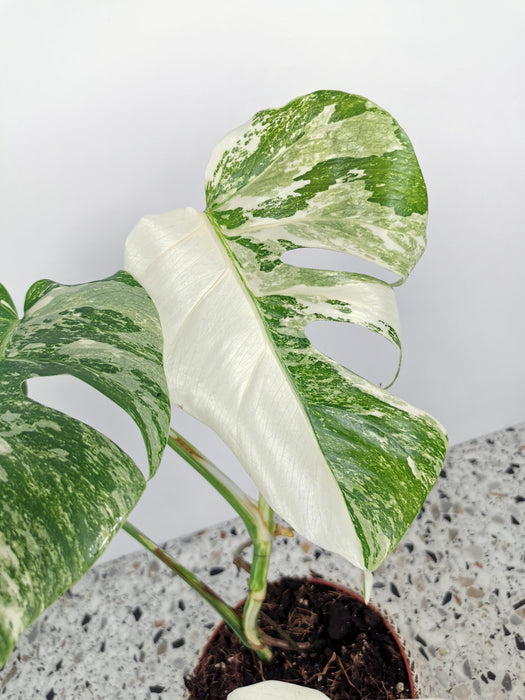 Monstera variegata - medium