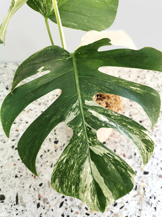 Monstera variegata - medium